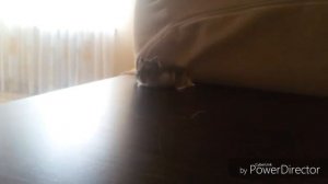 Покупаю джунгарика)