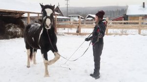 Какие команды знает мой конь? Базовое воспитание лошади