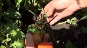 Поспели первые помидоры. Ripe tomatoes first.