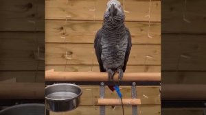 Сборник Детенышей Животных🔴 Смешные Папугаи и Милые Птицы 2023/ 🔴 Funny Parrots and Cute Birds 2023