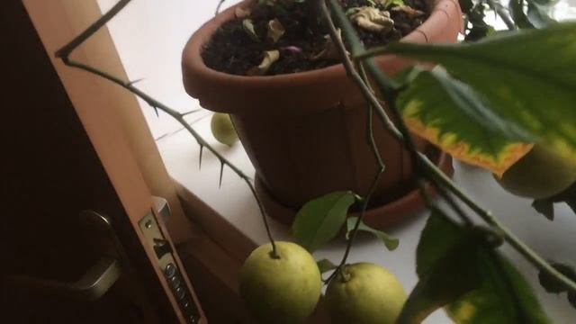 Комнатный ЛИМОН. Огромное дерево которое в первые принесло сколько плодов. смотреть онлайн