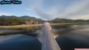Nature #13  Как летает пеликан  Животные  Природа  Красивое видео  Animal videos