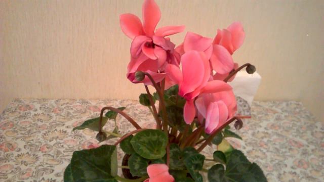 WP 20181118 14 29 00 Pro смотреть онлайн