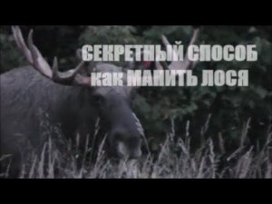 Лось на реву. Секретный способ манить лося.