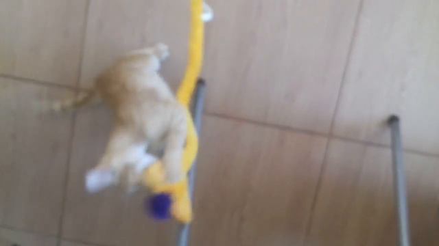 Абиссин играет с мягкими игрушками на ковре смотреть онлайн