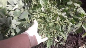 ДАЧНЫЕ ЛАЙФХАКИ ПОГРЕБОК БОРТИКИ И САМОДЕЛЬНАЯ ТЕПЛИЦА