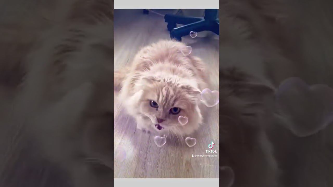 Машина киса! #marylike #топ #хочуврек #киса #гламурнаякошка #shorts смотреть онлайн
