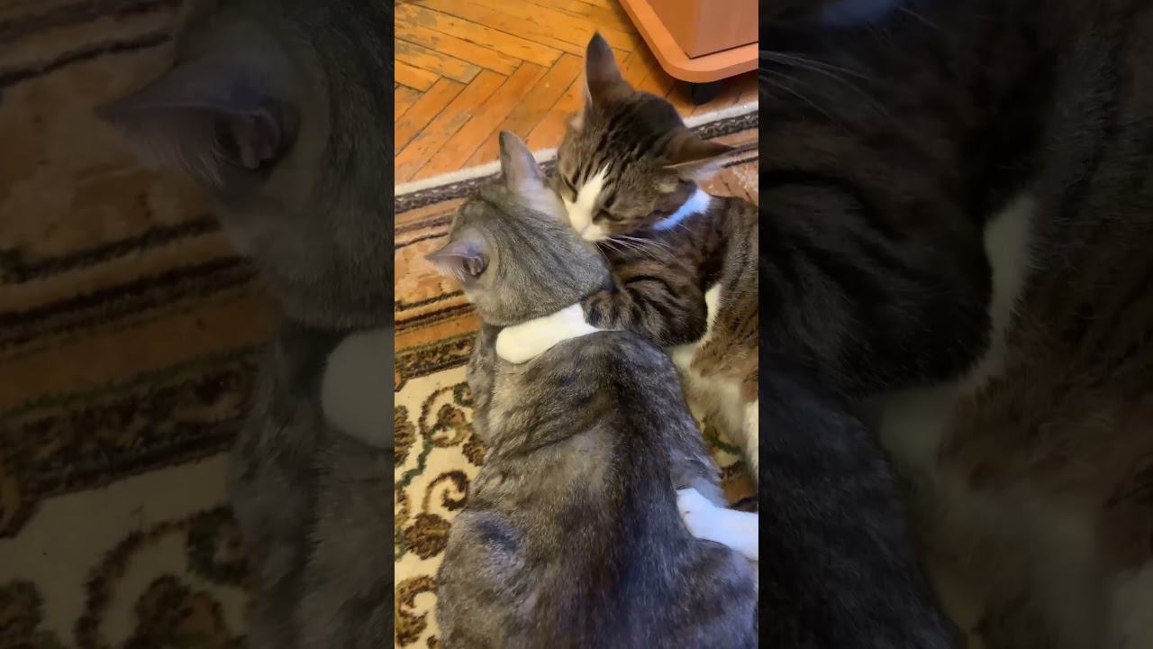 Когда взяли 2 кота, тгк наших котиков: keksickot #animal #cat #аnimals #animalcat #кот смотреть онлайн