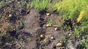 Результат посадки картофеля арычным способом