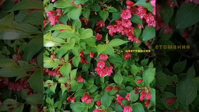 Вейгела, уход и содержание смотреть онлайн