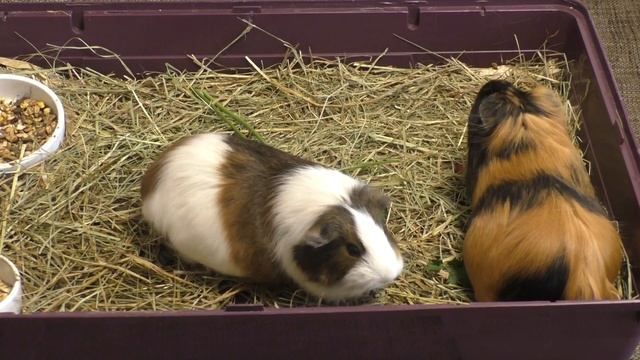 Почему кусаются морские свинки? Почему свинка может укусить? смотреть онлайн