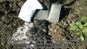 Яблоня Десертное Исаева