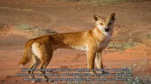 Дикая собака динго в Австралии: где обитает порода