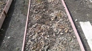 Подготовка ПОЧВЫ для посадки помидор в ТЕПЛИЦЕ.