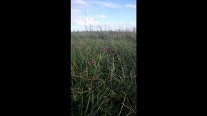 Гвоздика луговая