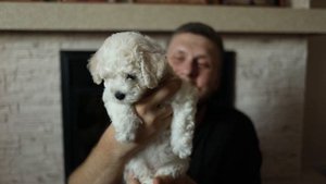 Щенки Бишон фризе. Мальчик и девочка. Бронь открыта.