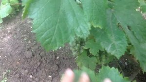 Обзор на даче с котом