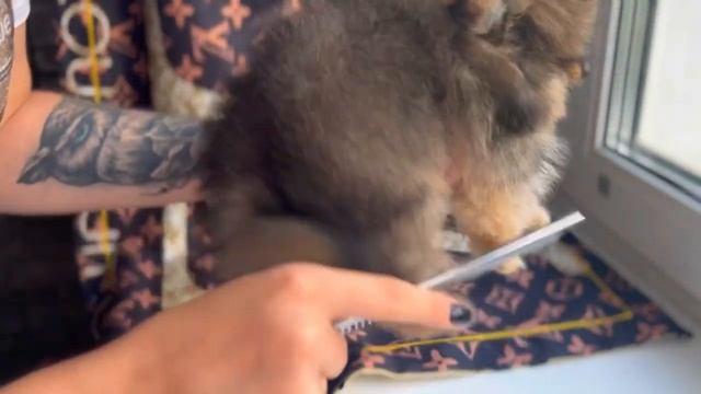 Щенок померанского шпица в 2 месяца ❤️ смотреть онлайн