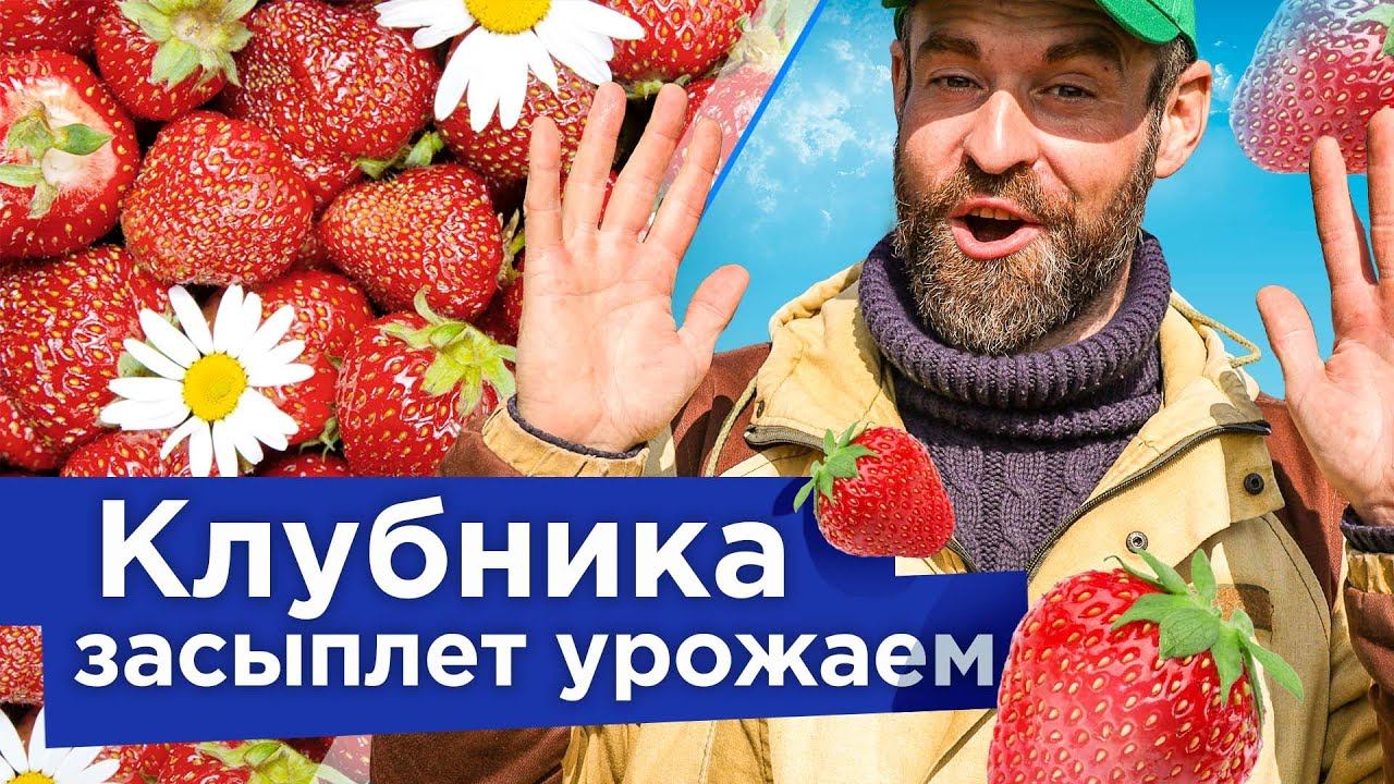 ПЯТЬ ВАЖНЫХ РАБОТ С КЛУБНИКОЙ ВЕСНОЙ, которые значительно увеличат урожай и размер ягод