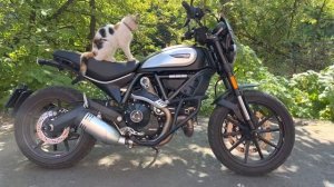 Дуги на мотоцикл Ducati Scrambler 800, Cafe Racer 800