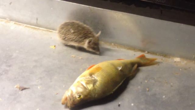 Ежик и окунь смотреть онлайн