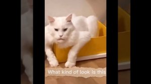 Приколы с котиками. Котики #61