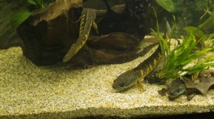 Channa aurantimaculata брачные танцы 9