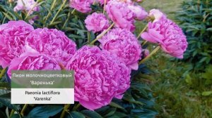 Пионы посадка и уход. Сорта пионов.