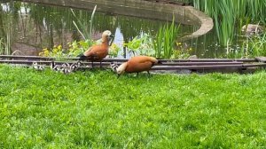 Ruddy Shelduck. Рыжая утка Огарь. Прогулки с утятами