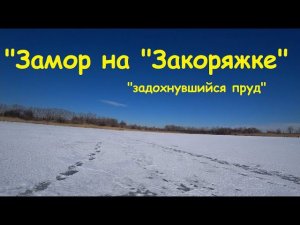"Замор на "Закоряжке", пруд "задохнулся.