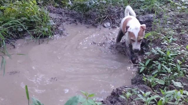 Парсон расселл терьер Зума любит копать Zuma parson jack russell terrier digs the swamp смотреть онлайн