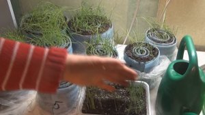 Уход за рассадой лука-чернушки и лука-порей. Стрижка, подкормка, закаливание