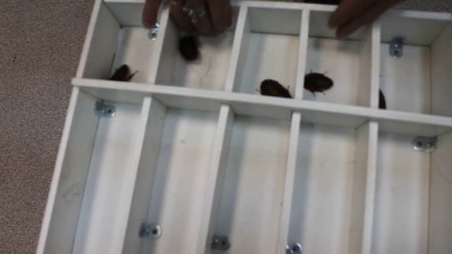 Тараканьи бега смотреть онлайн