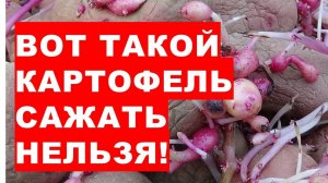 Вот такой картофель нельзя сажать в землю!