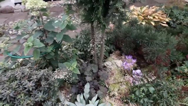 ПРОГУЛКА по САДУ? Хвойные, рододендроны, черенки гортензий, розы?Подготовка к зиме смотреть онлайн