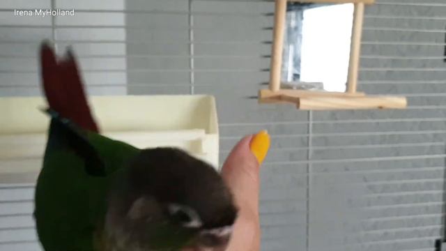 Краснохвостый Пиррура попугай/Pyrrhura molinae смотреть онлайн