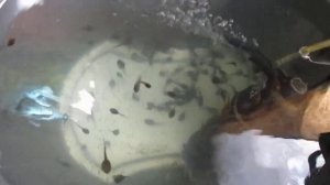 Красивый танец головастиков в ведре. Содержание головастиков.