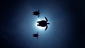 Звук 52 Blue | Самый Одинокий Кит в Мире | 52 герца