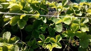 Земляника садовая "Камрад-Победитель", часть 1.