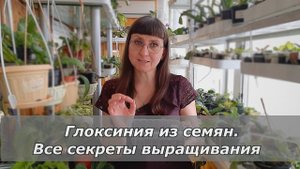 Выращивание глоксинии из семян. Секрет успеха.