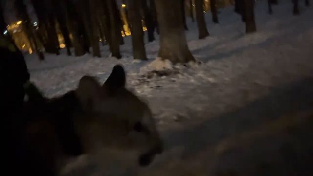 Пума Геркулес и его подарок на дереве ? смотреть онлайн