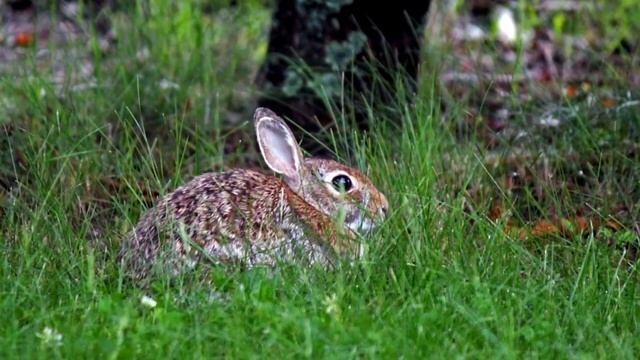 Виртуальная экскурсия в летний лес «В гостях у природы» смотреть онлайн