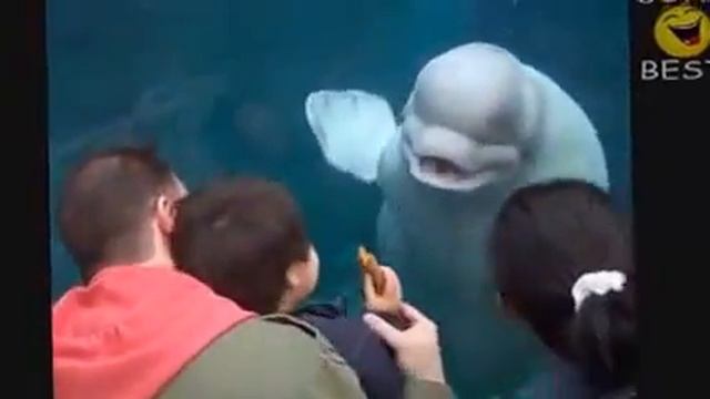 НОВЫЕ УЛЁТНОЕ ВИДЕО УБОЙНЫЕ РЖАЧЬНЫЕ ПРИКОЛЫ РУНЕТА смотреть онлайн