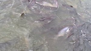 У него зубов нет, но есть цапля -сказал экскурсовод в Таиланде