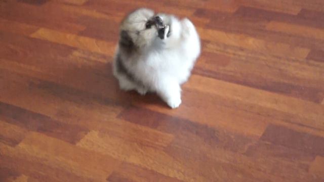 померанец на продажу смотреть онлайн