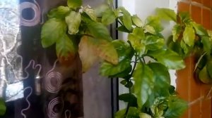 СПАСЛА кроссандру. ПРОШУ совета