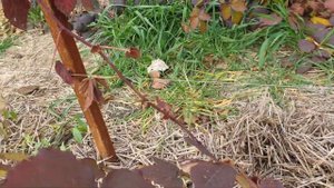 Ежевика для новичков. Часть1. Основы формировки обычных сортов