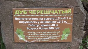 Дуб которому 900 лет(Ладушкин)