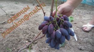 Ася- виноград ранне-среднего срока созревания. Пузенко Наталья Лариасовна