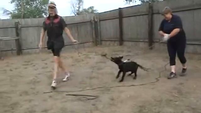 LUMAS-злая собака смотреть онлайн